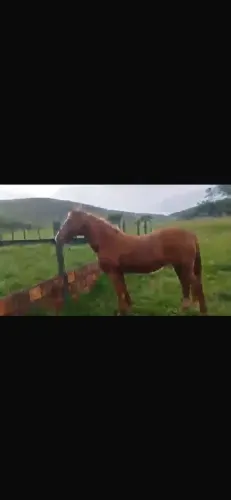 Égua QM
