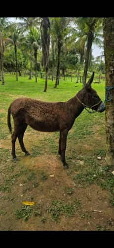 Jumenta fêmea