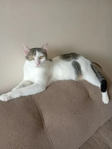 Gata fêmea adulta castrada.