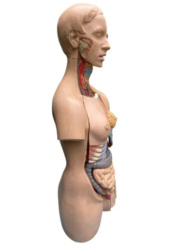 Kit Anatômico Torso, Pélvis e orelha