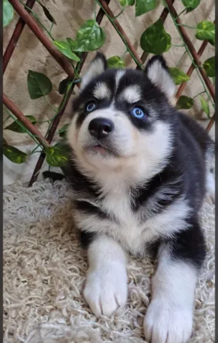 Husky Siberiano Macho - Filhote Lindo e Saudável