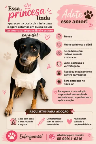 Cadelinha castrada para adoção responsável 