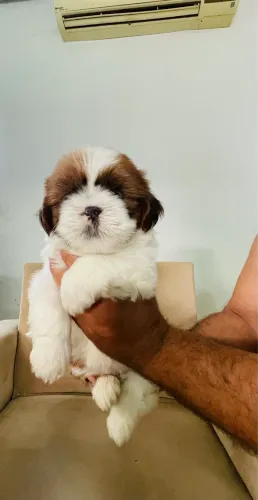 Shih Tzu fêmea 