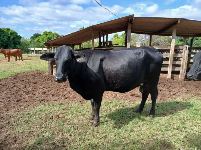 Vacas