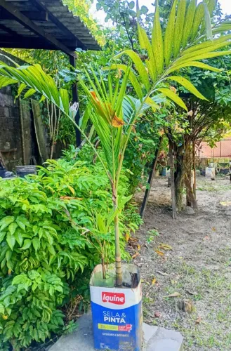 Vende-se Plantas Palmeira Imperial 