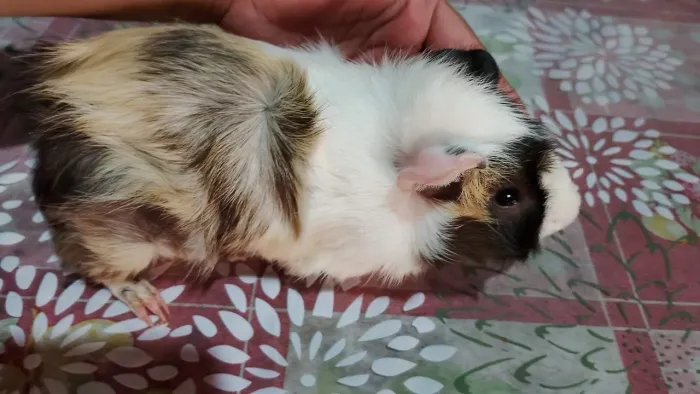 Porquinho da índia Macho