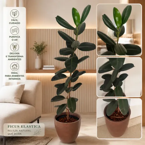 Ficus Elastica de grande porte 2,5m (planta de verdade) + vaso grande
