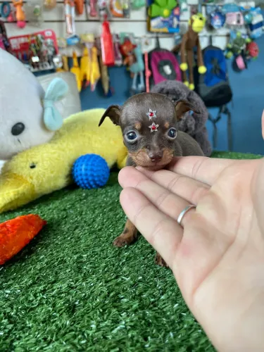Pinscher chocolate micro$2.900,00