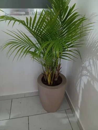 Vaso com planta