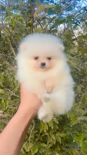 Lindinhos Spitz fofinhos