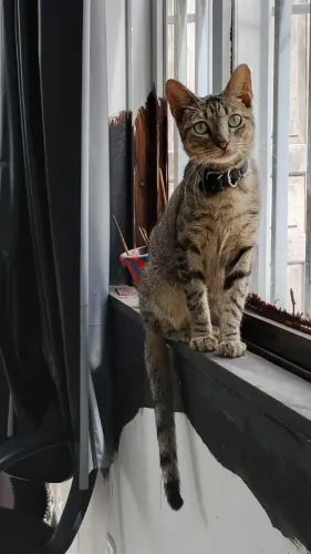 Gatinho para doação