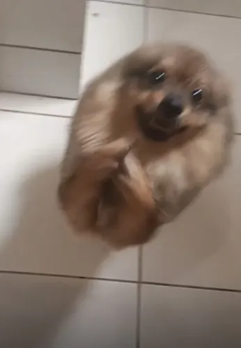 Cachorro 