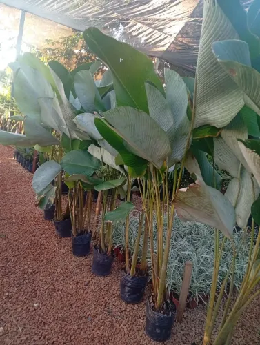 Maranta charuto 1, 50 ?