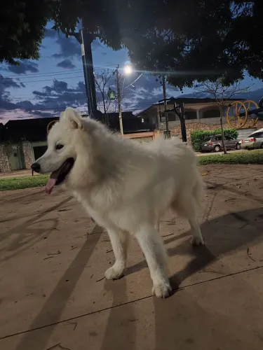 Samoeda com pedigree 6 meses