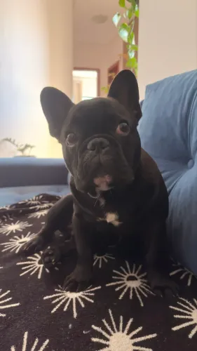Cachorro