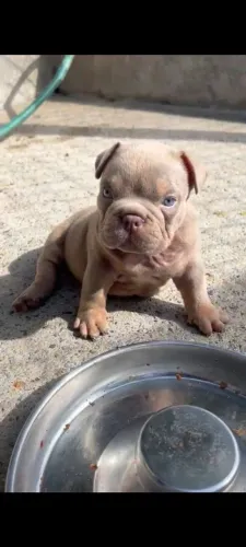 American Bully micro Auto Padrão