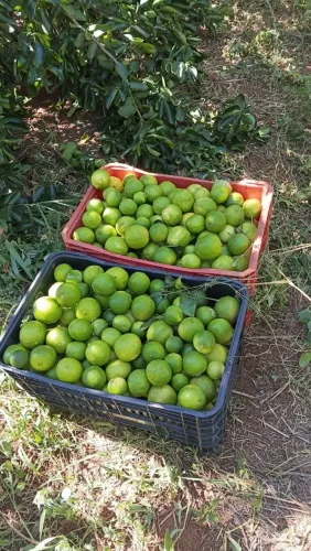 Vendo frutas limão banana mamão 