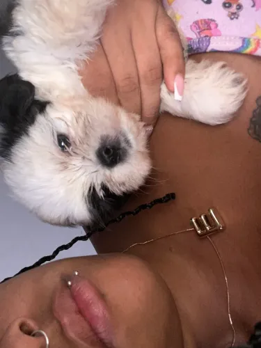 Cachorro shih tzu