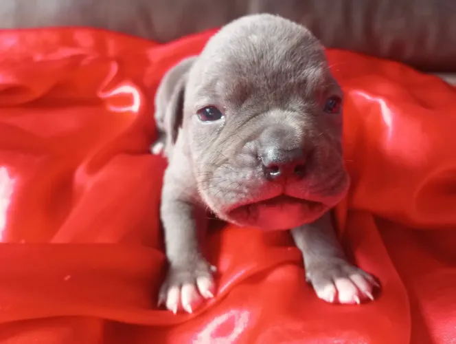 Filhotes de American Bully poket. Eles estão com 18 dias de vida 