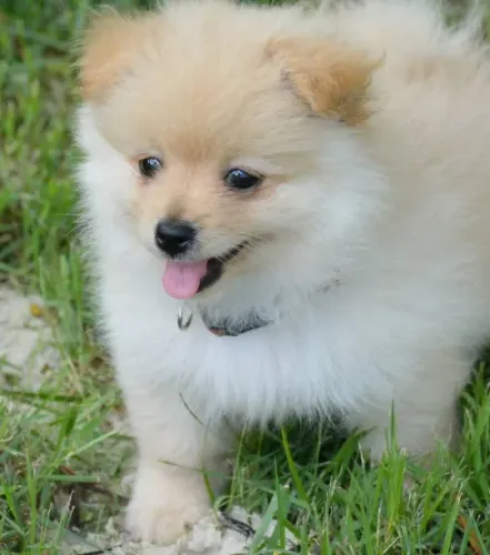 Filhote de Spitz Alemão O Pequeno Parceiro Que Faz Toda Casa Mais Alegre