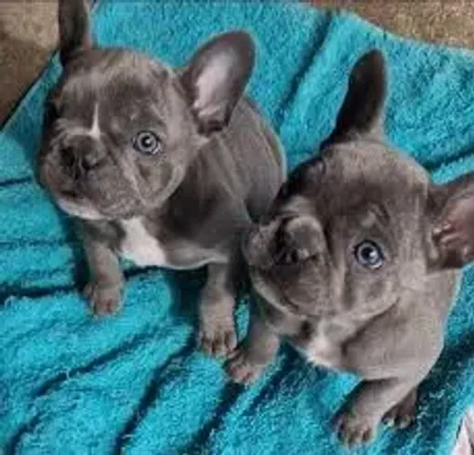 Bulldog frances filhotes 