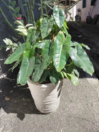 Planta