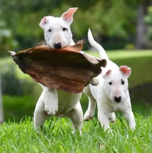 Bull Terrier Inglês Companhia que espera com o coração