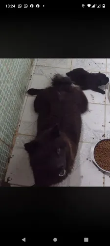Chowchow 