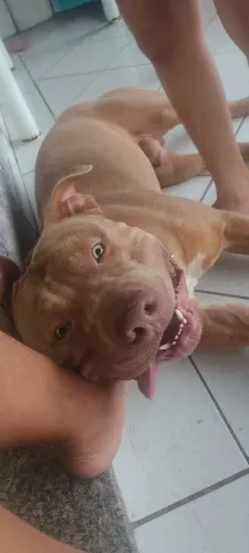 Procuro namorada Monster puro
