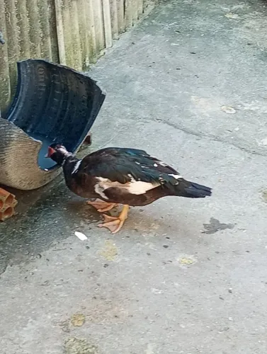 Três patas um pato
