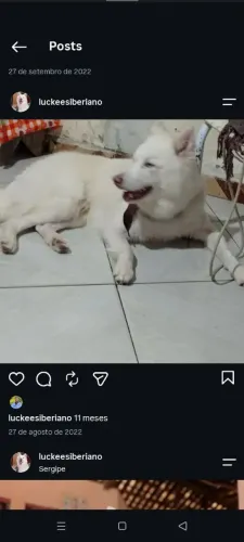 Doa-se um husky siberiano