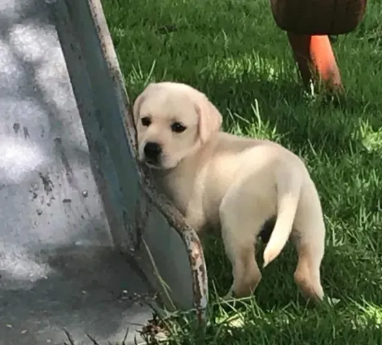 Labrador amavel e brincalhao