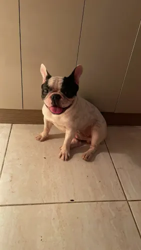Vendo casal budoog francês 