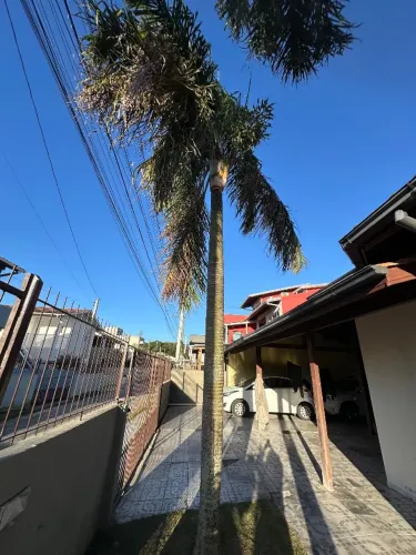 Palmeira 8m