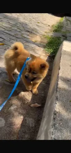 Chow chow filhote