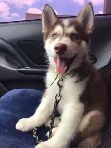 Husky Siberiano - Um Novo Integrante Para Deixar Sua Família Completa 