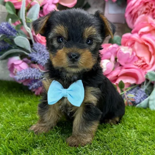 Yorkshire Terrier Amor em pequenas Patas 