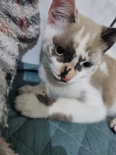 GATA PARA DOAÇÃO 