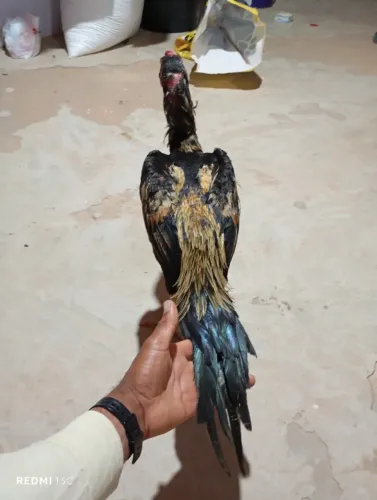 Frango índio