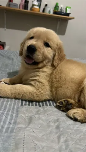 Goldens retriever