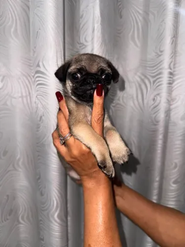 Vendo filhote de Pug macho
