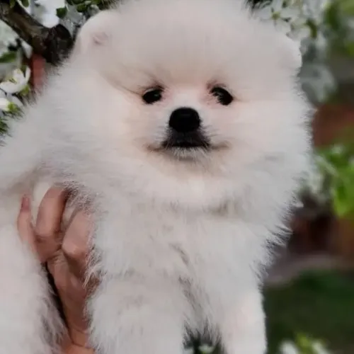 Filhotes de Spitz Alemão | Amor que encanta