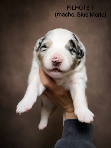 Australian Shepherd (Pastor Australiano)