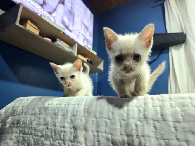 Gatos