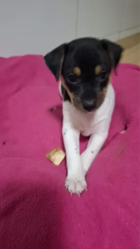 Cachorrinho fox paulistinha