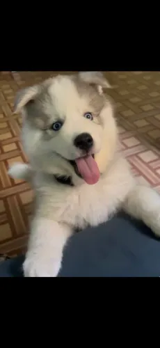 Husky siberiano wooly genética excelente 