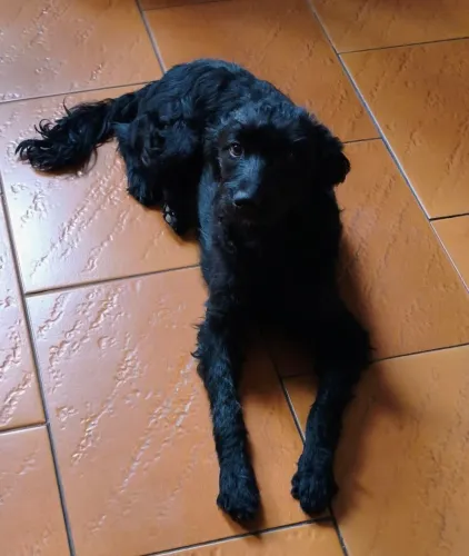 Doa-se linda mestiça com Poodle!