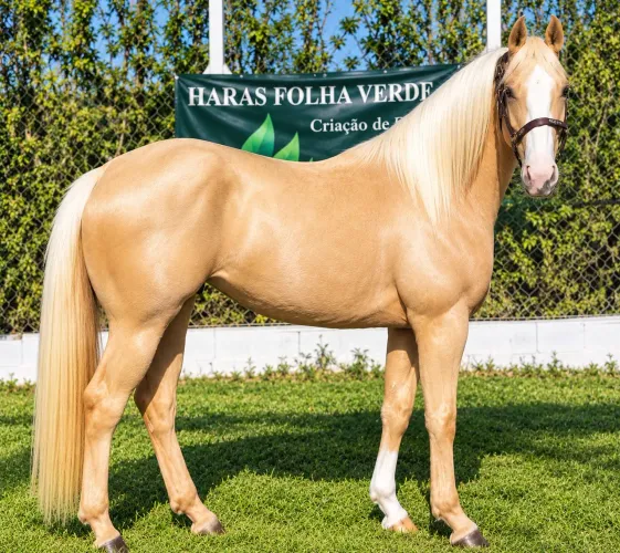 Palomina Quarto de Milha a venda Po