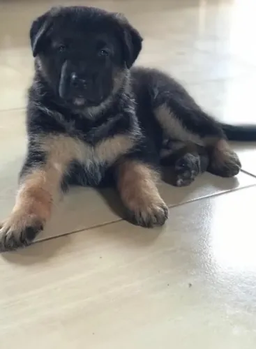 Pastor alemão Seu novo pet está esperando por você