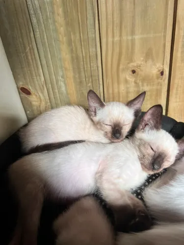 Gato filhote para doação 